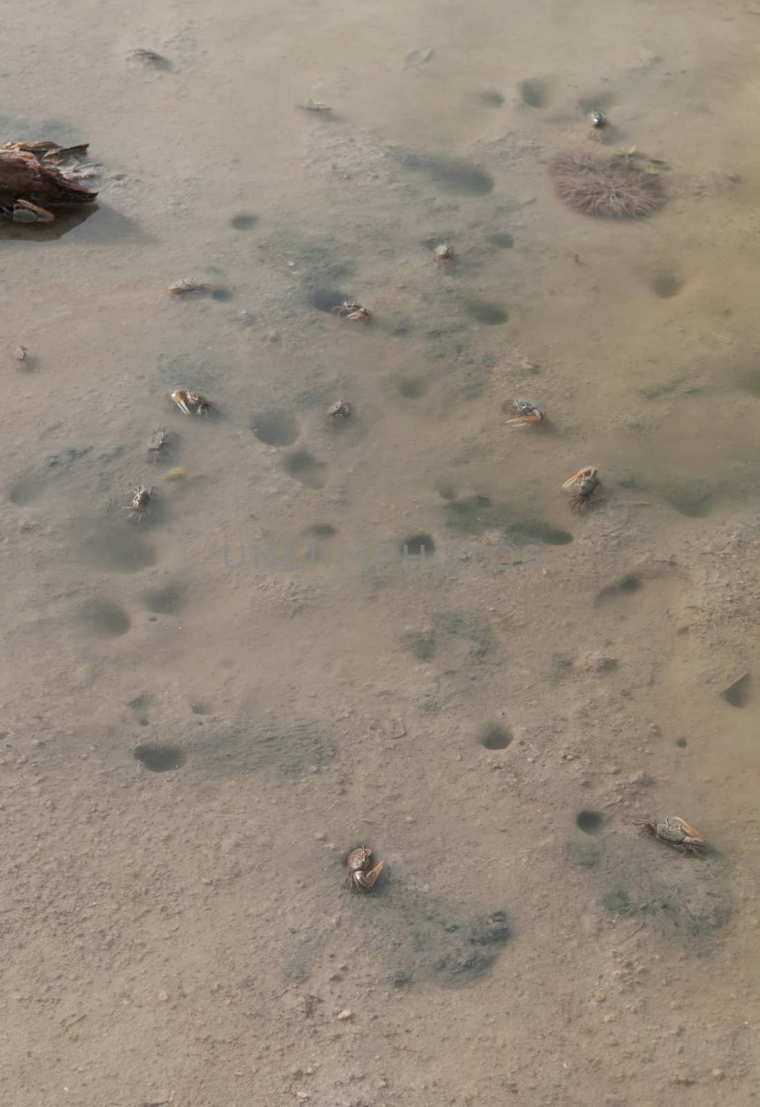 several craps protecting their holes in a pond (crustacean from Antigua)