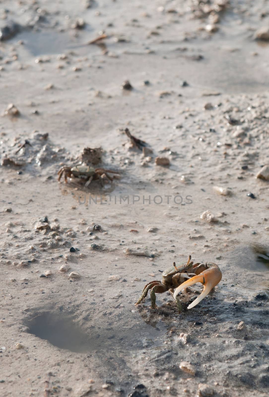 Crab protecting hole by luissantos84