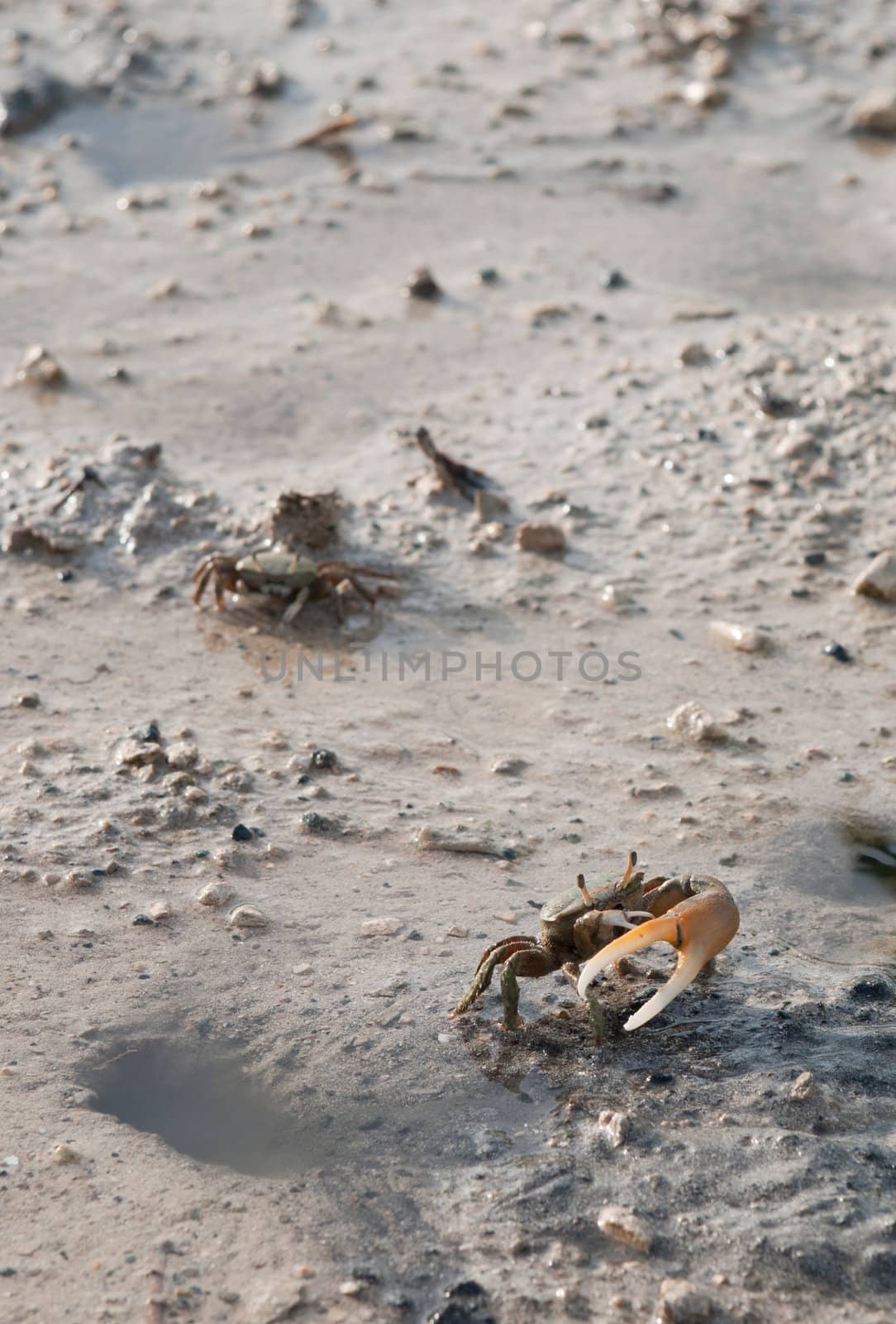 one handed crab protecting his hole in a pond (crustacean from Antigua)