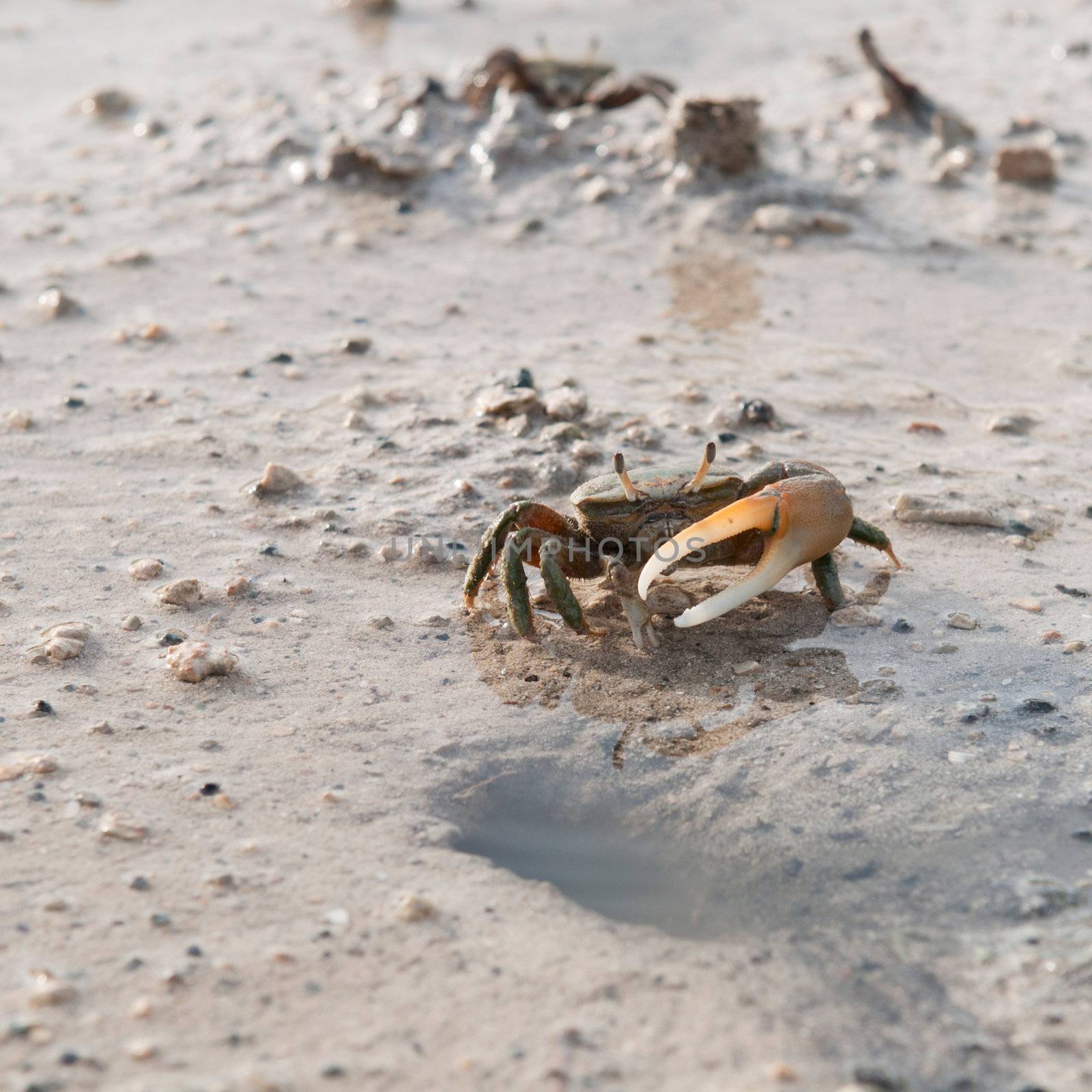 Crab protecting hole by luissantos84