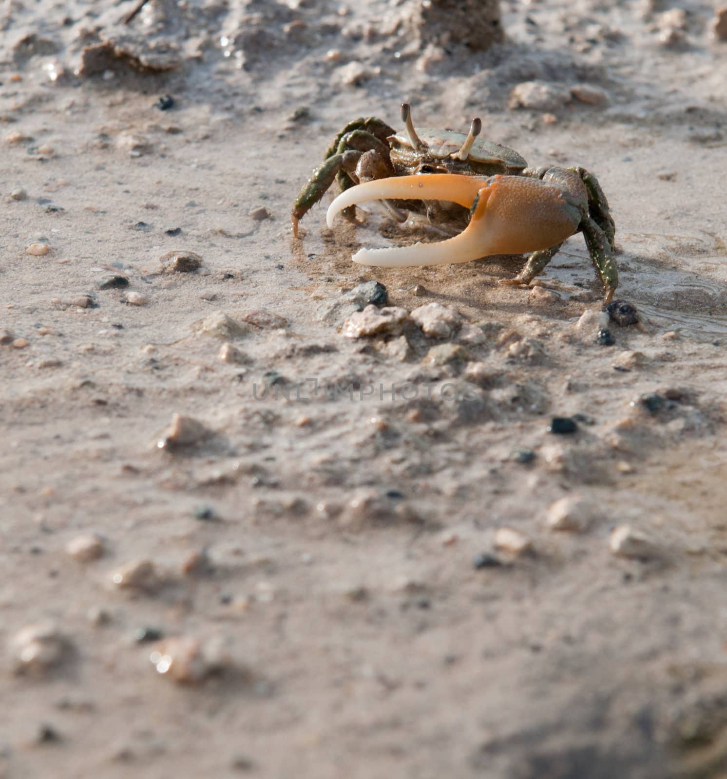 one handed crab moving in a pond (crustacean from Antigua)