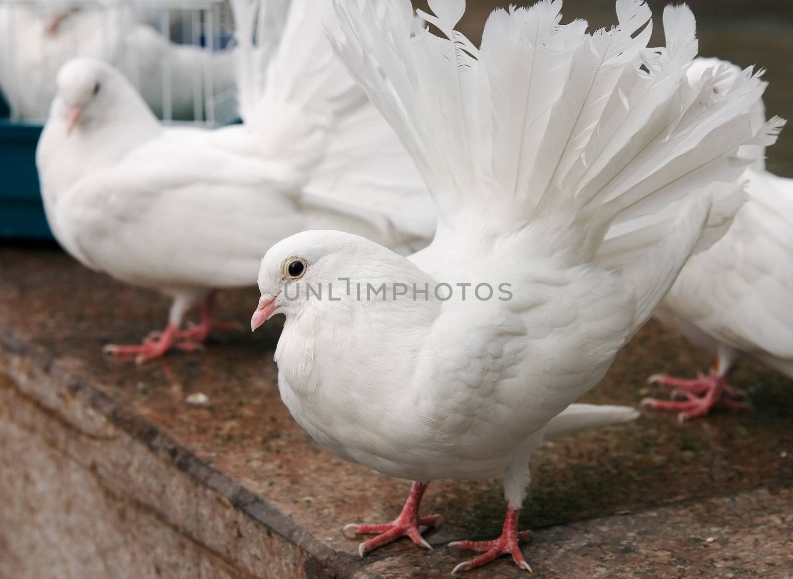 The decorative white pigeon with red paws