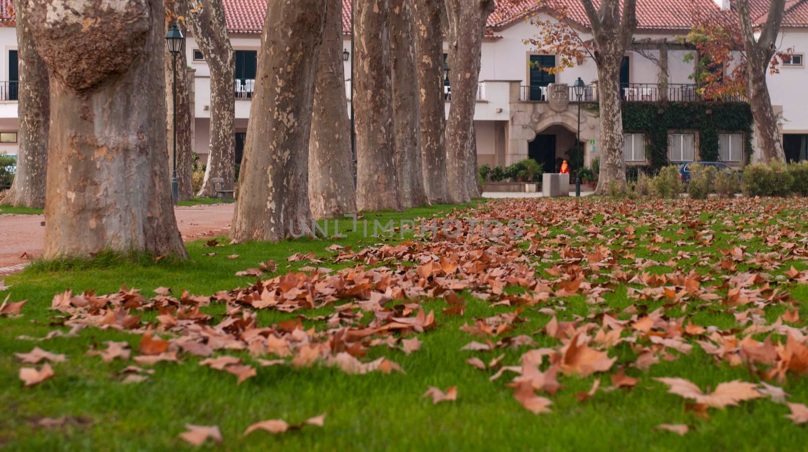 autumn scene in a city park with trees and brown leaves blanketing the ground (focus on the center)