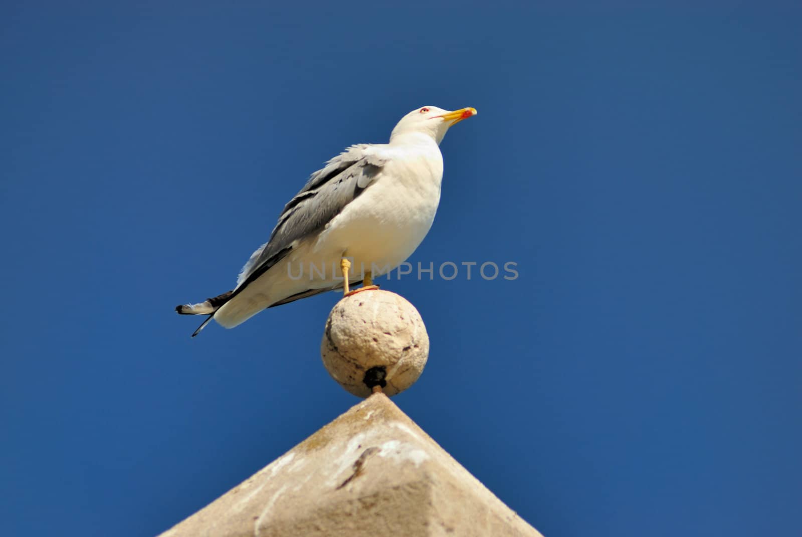 Seagull by mahout