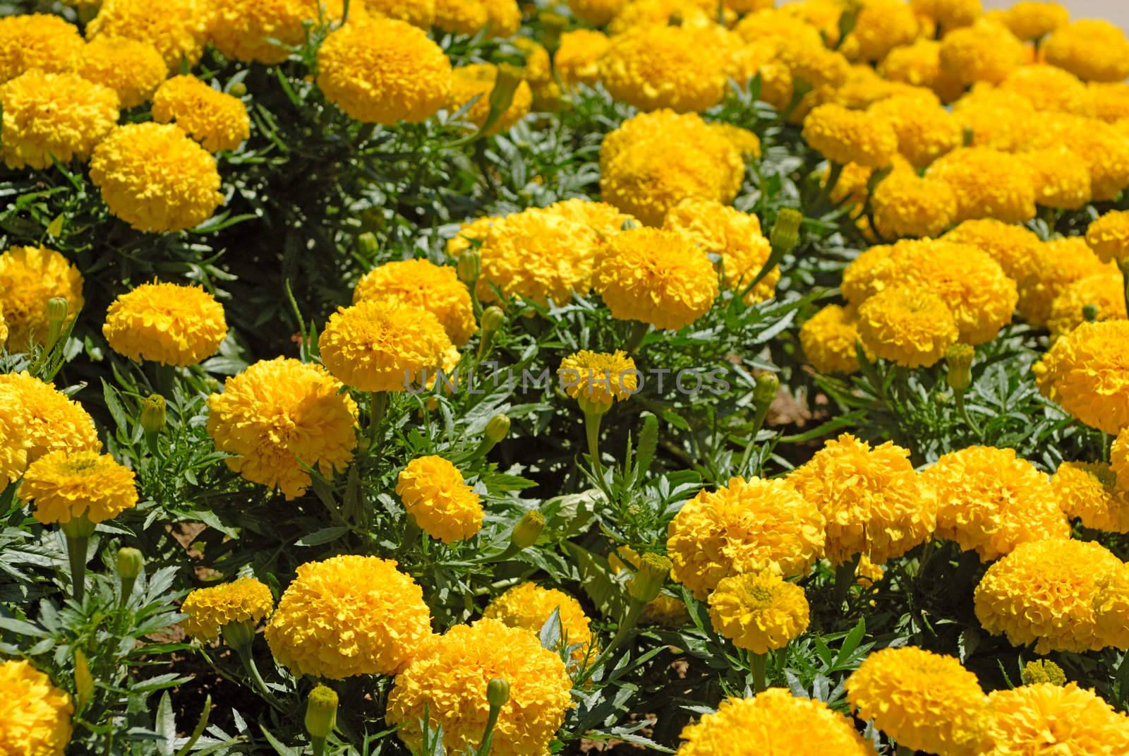 Marigold flower field by mahout