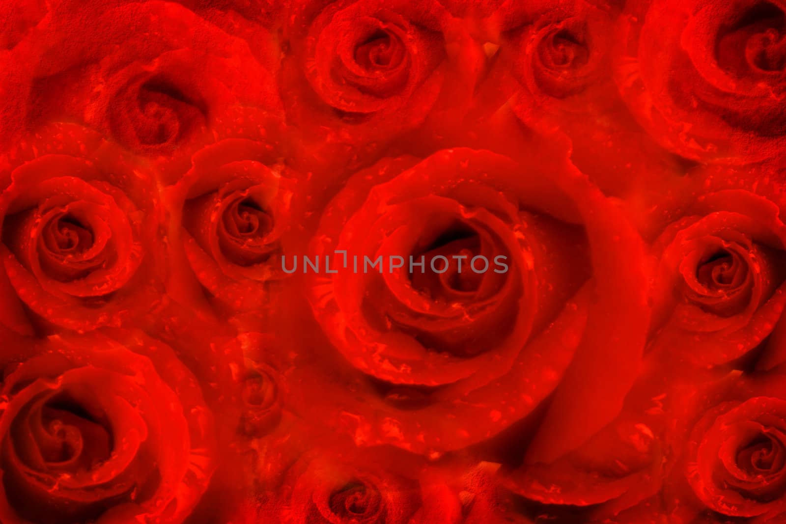 card rose flowers in a red passion background