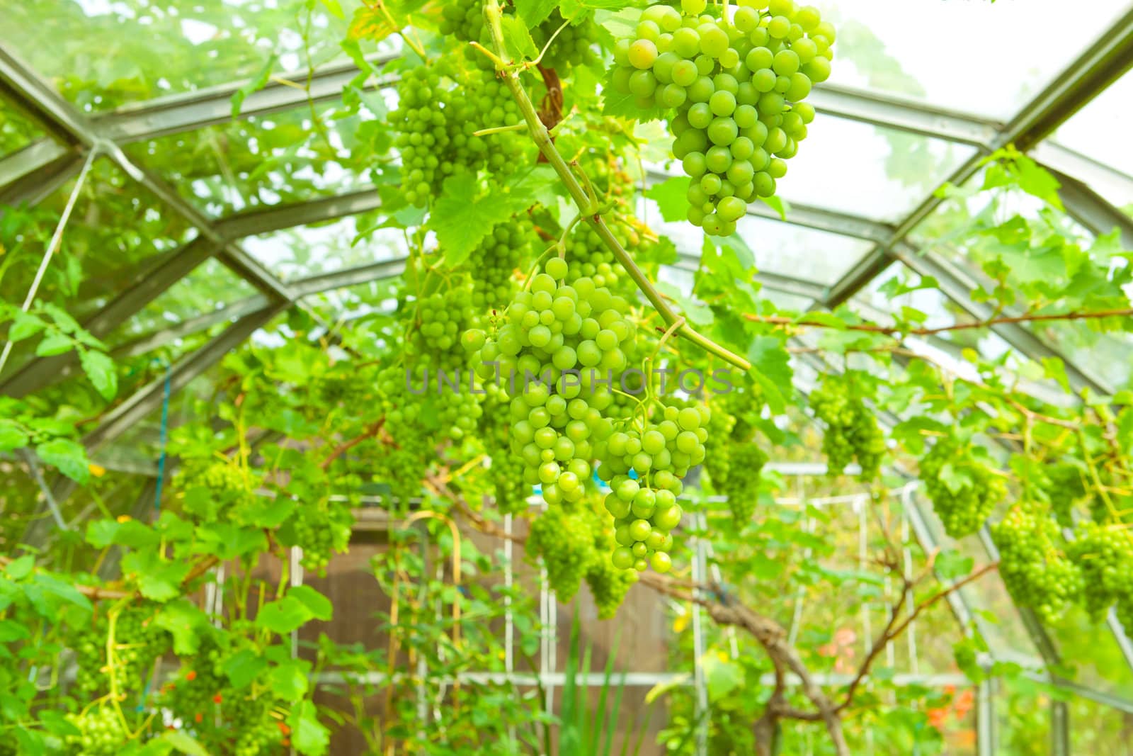 Lush green grapes growing in a grenhouse