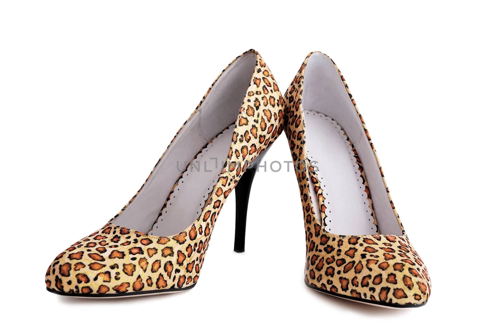 ladies shoes leopard on a white background