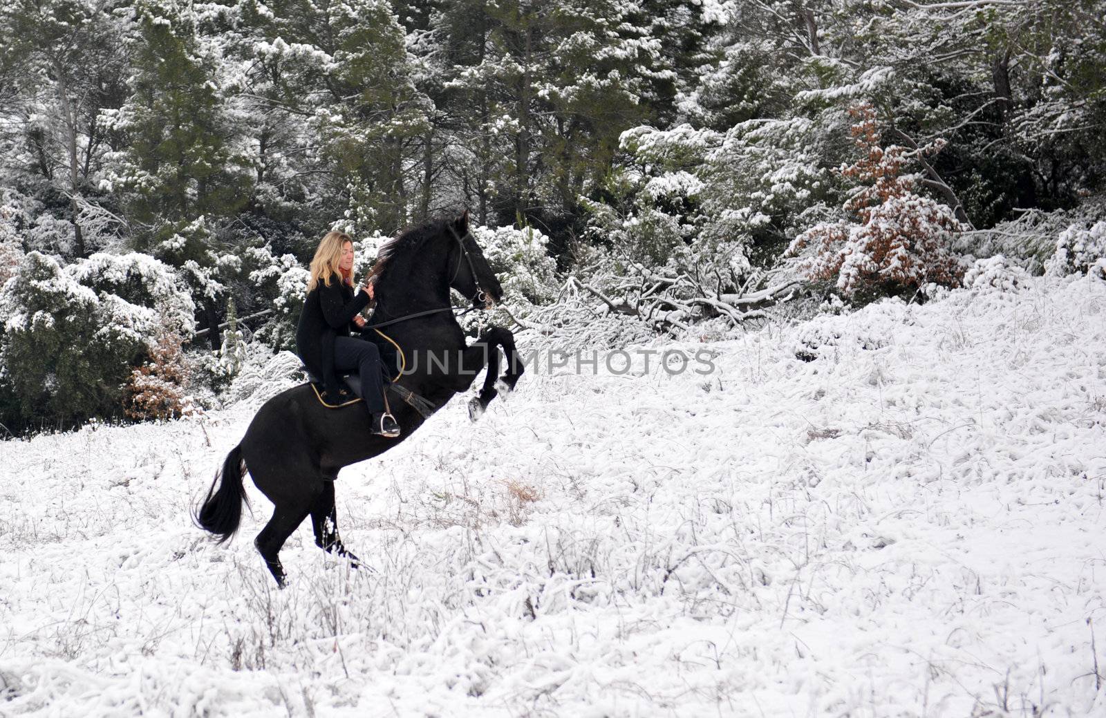 portrait of a rearing black stallion in the snow