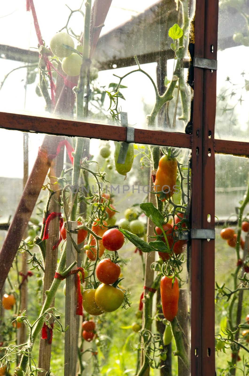 Old rusting glass greenhouse ripe tomato vegetable by sauletas