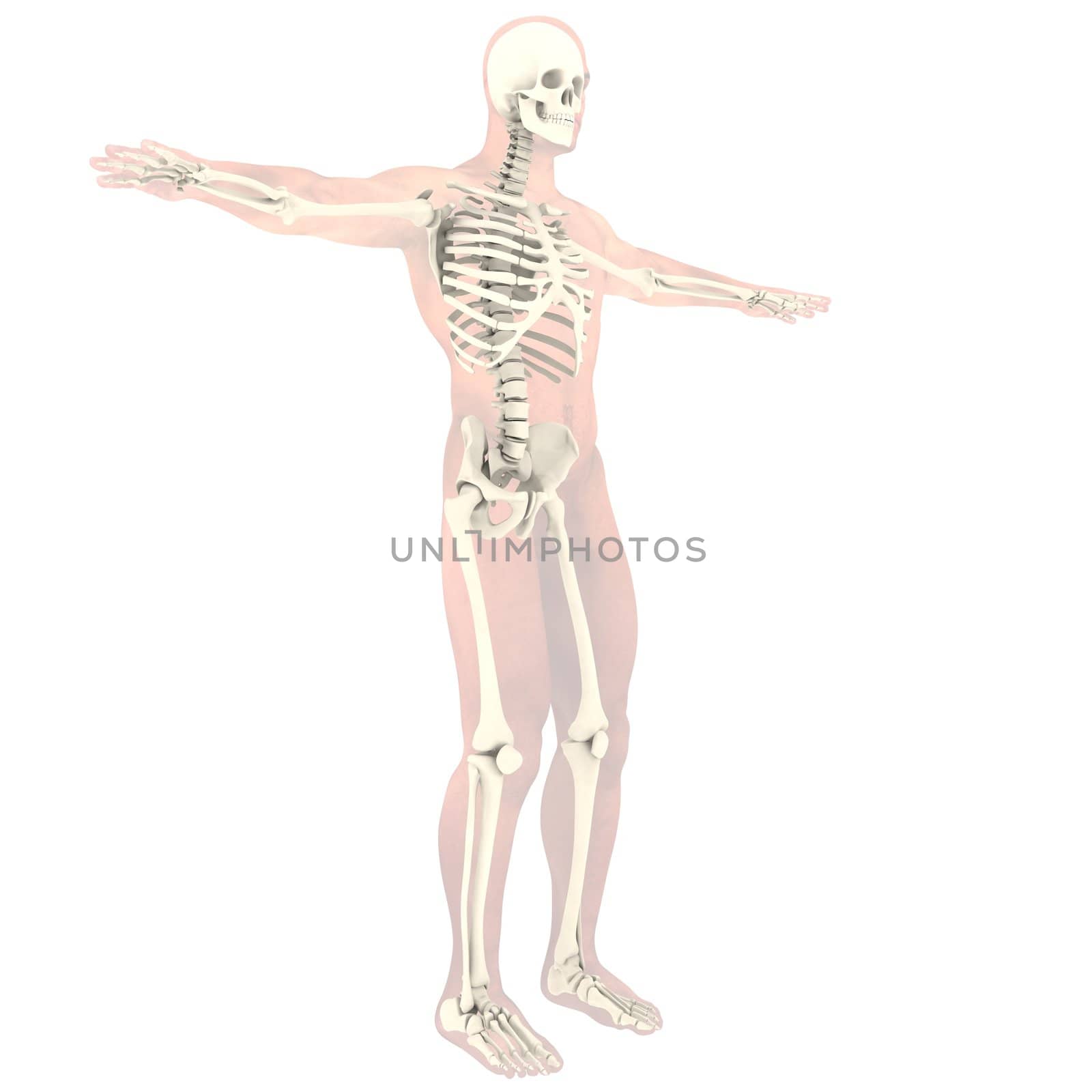 Transparent skeleton by cherezoff