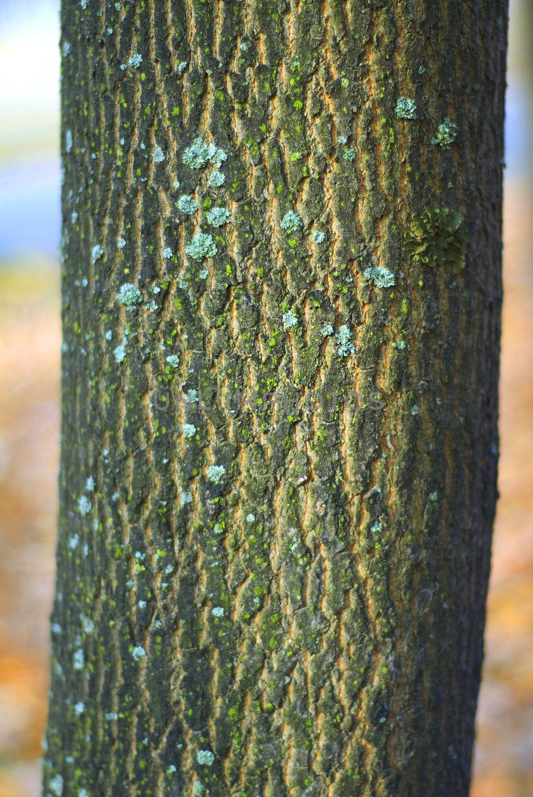bark of tree, rough texture, forest in autumn