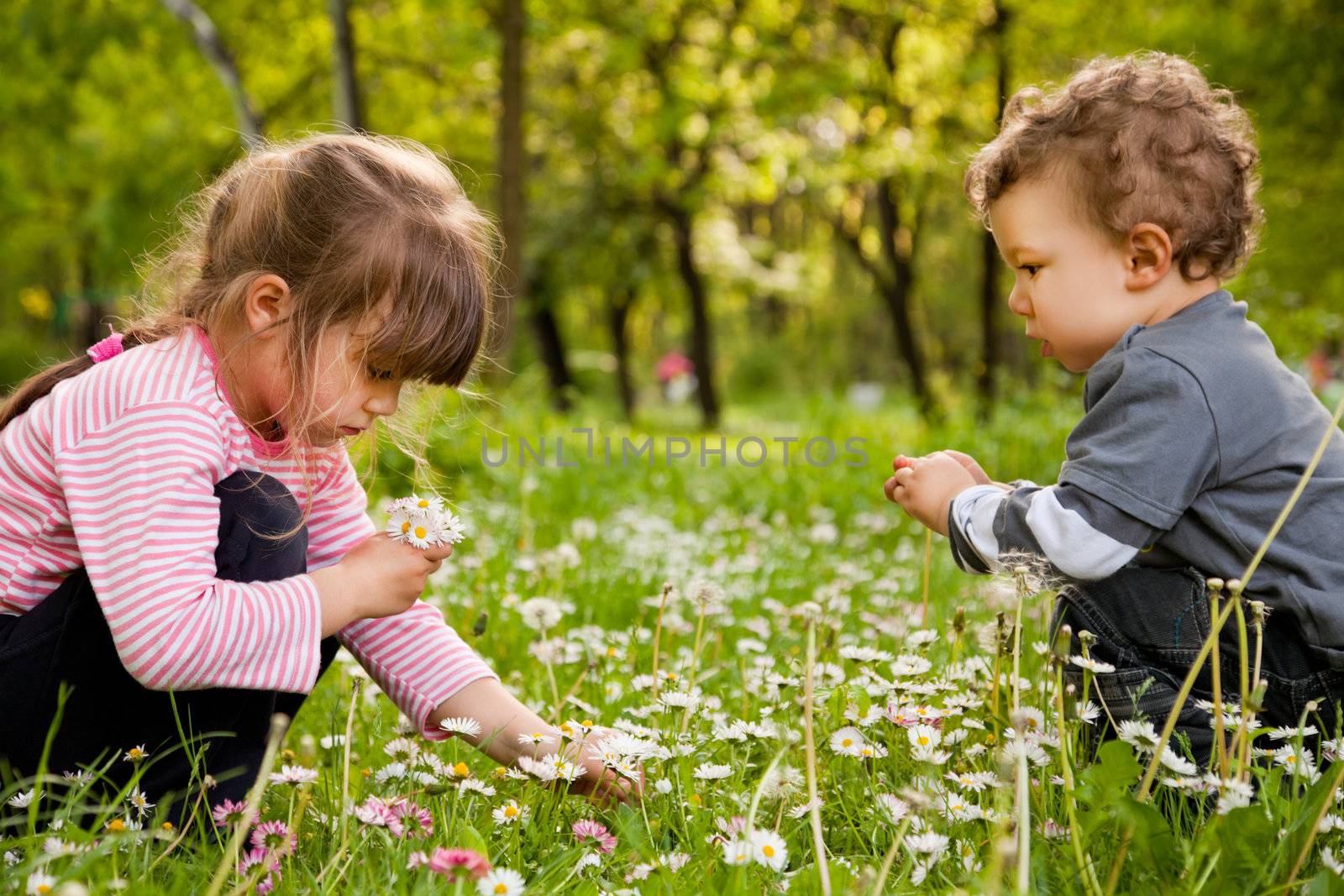 kids picking daisies park by vilevi