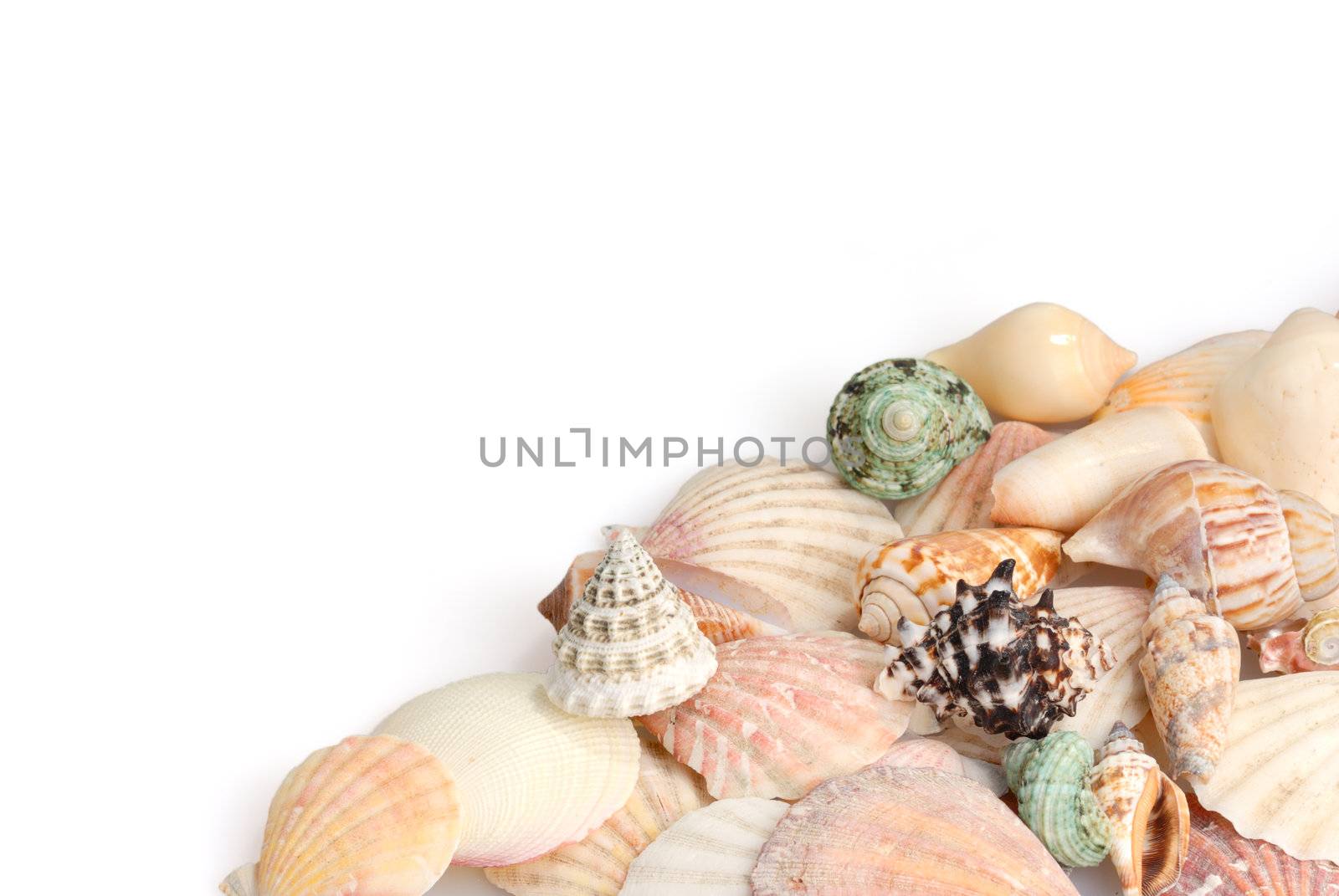 Seashells on white background by mahout