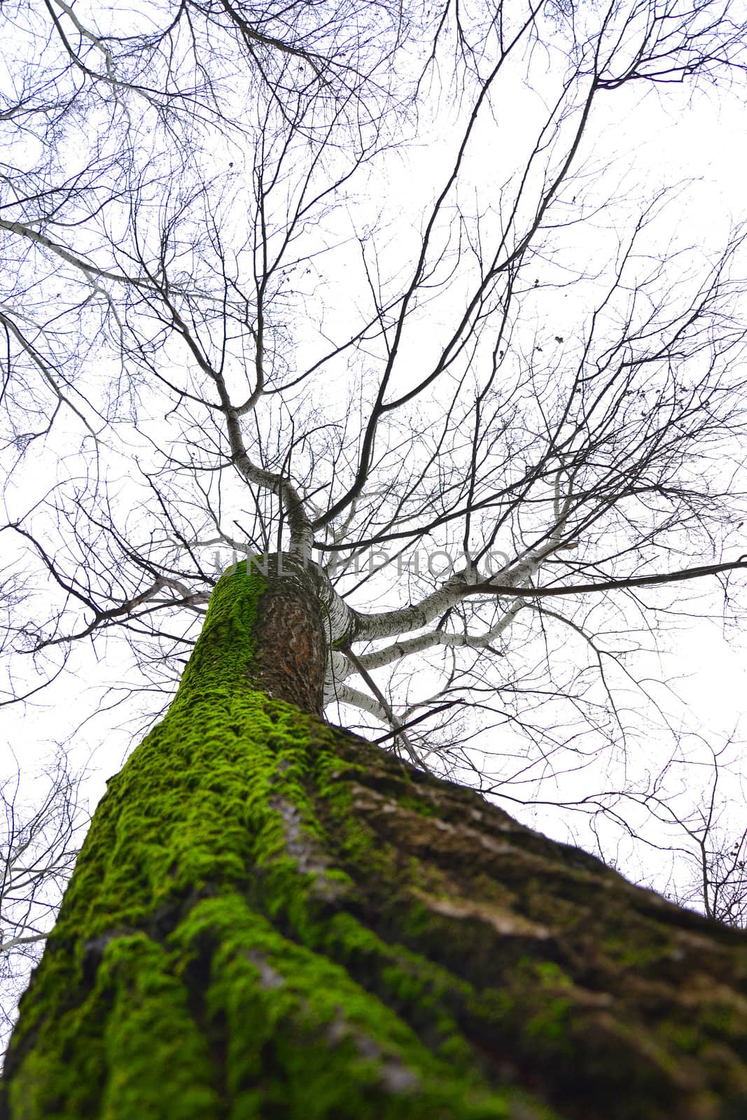 Big old tree with moss in frog perspective