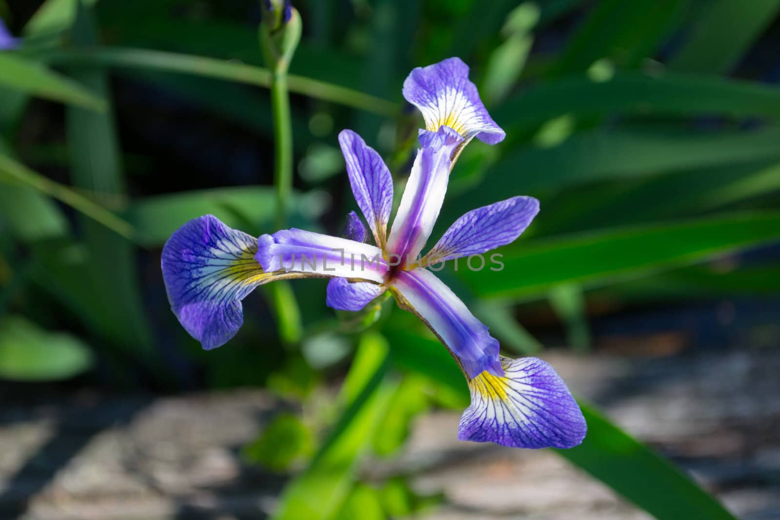 Blue Iris by DCHINTZ