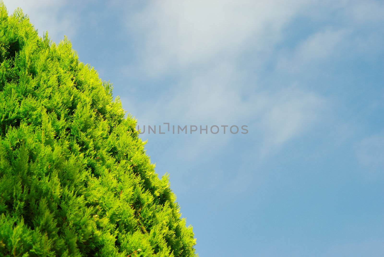 Thuja on blue sky by mahout