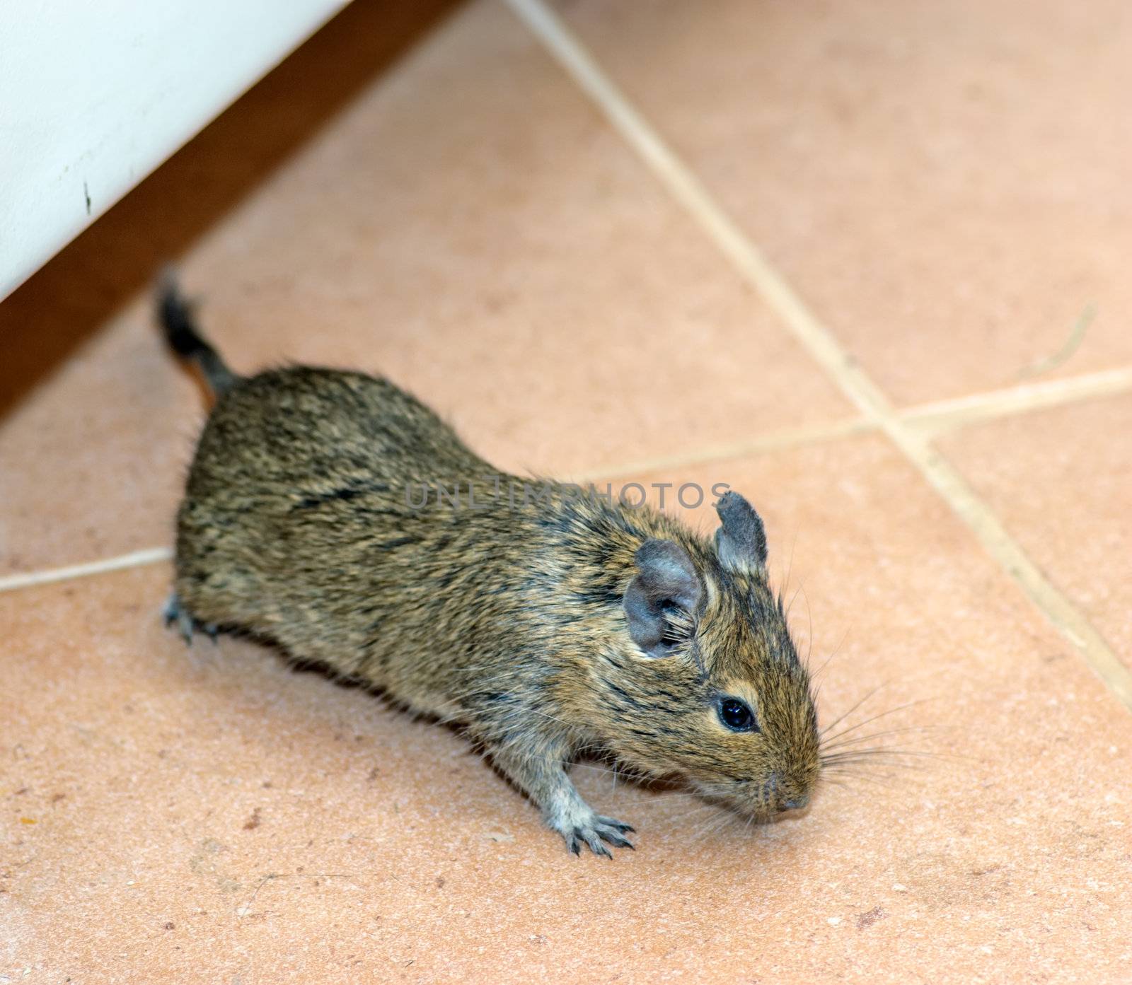 Home mouse running on the floor