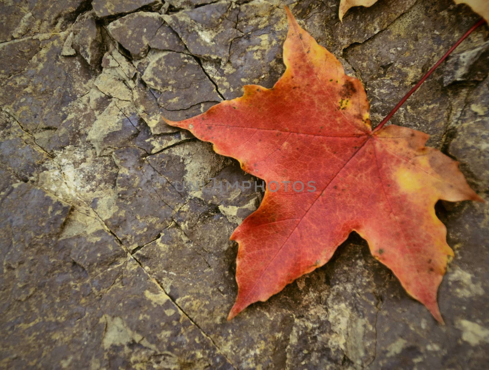maple leaf on stone by Ahojdoma