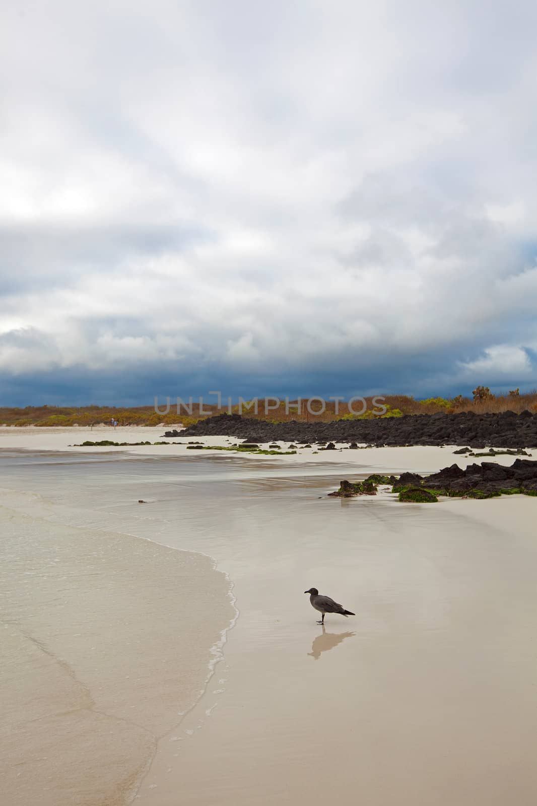 Mockingbird on Tortuga bay by kjorgen