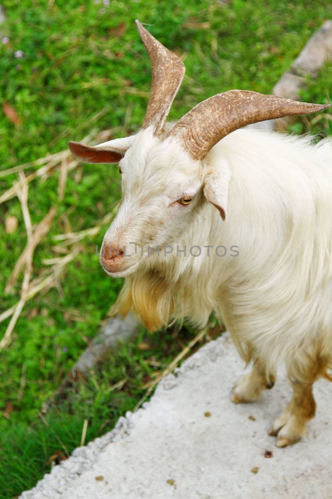 Goat on grasses