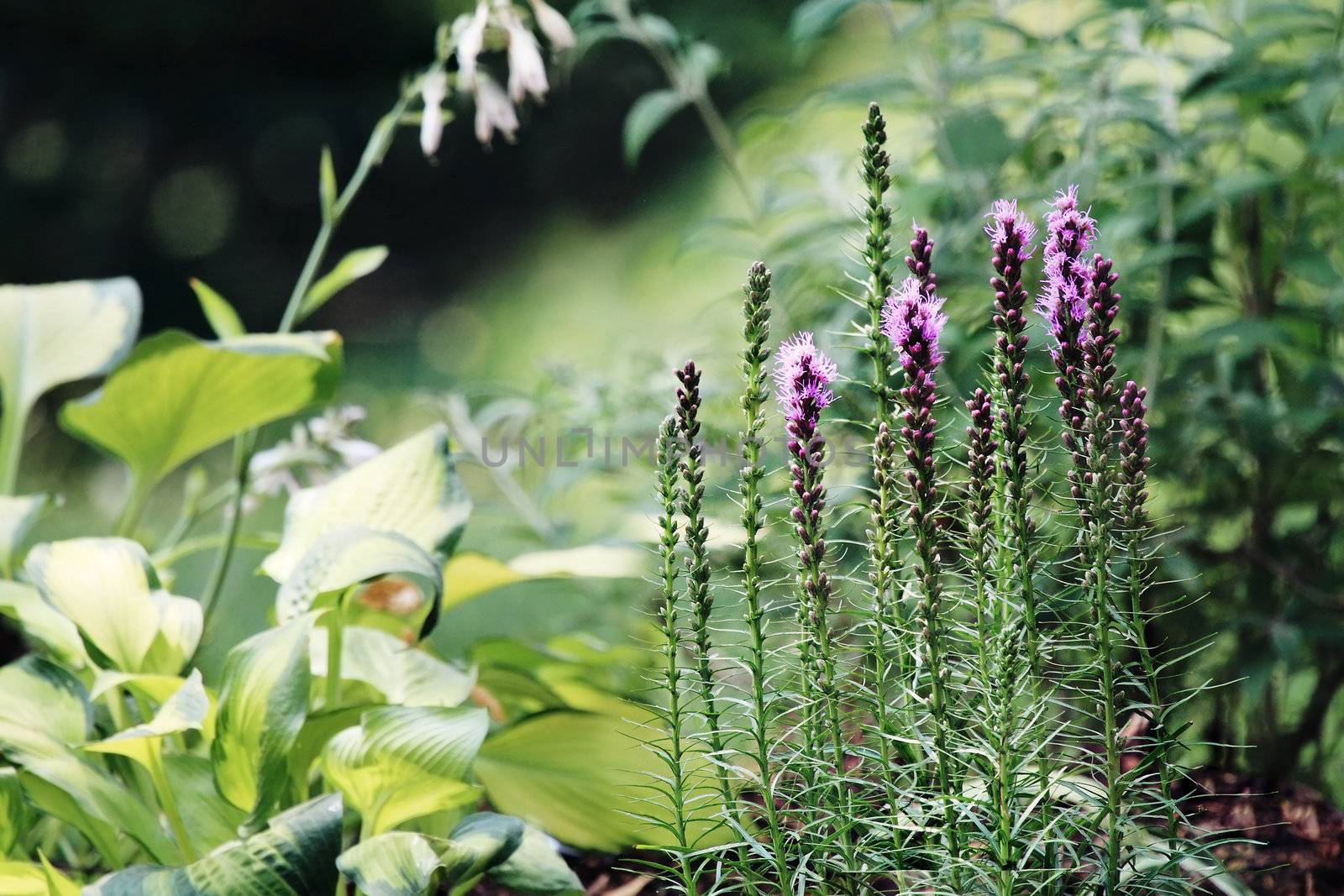 Beautiful garden in the morning light with Blazing Star (Liatris) flowers and hostas in the background. 
