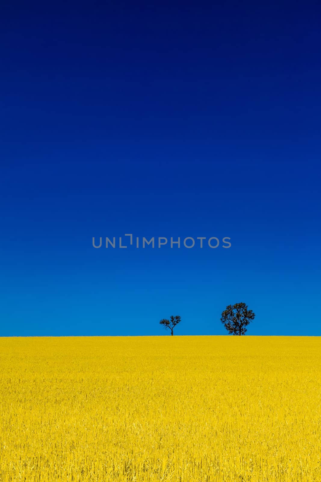 Two Trees on the horizon between bright yellow wheat farm field and clear sunny blue sky.