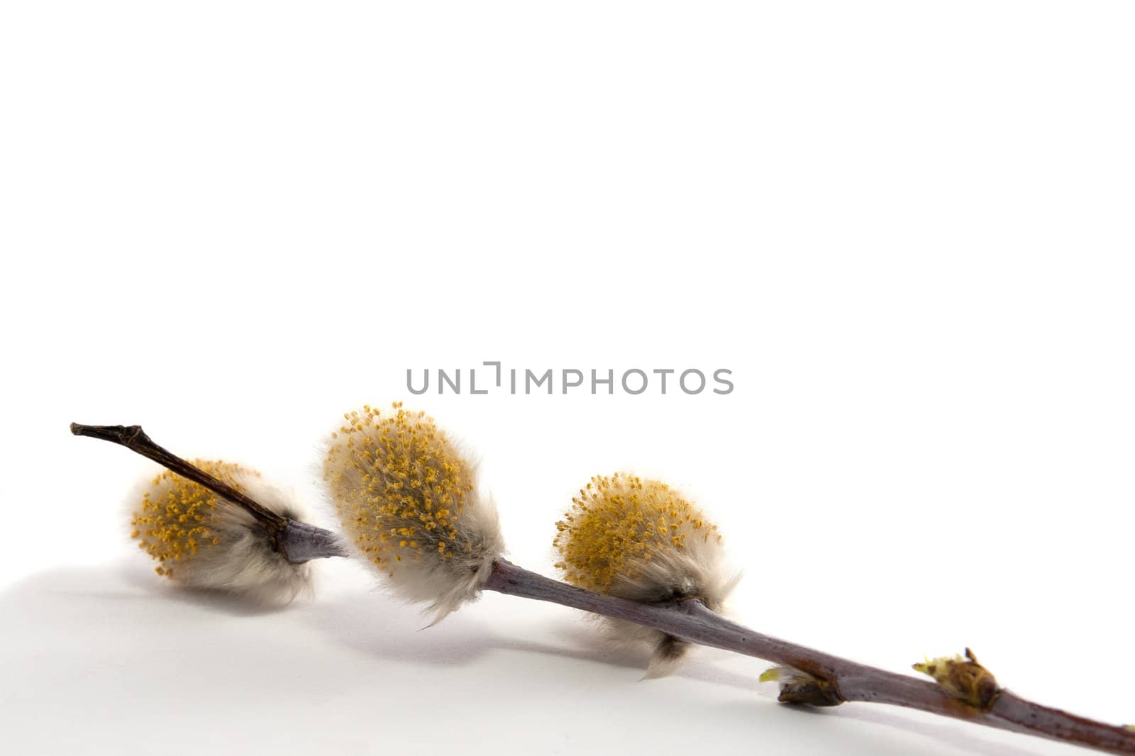Spring Easter willow branch on white background