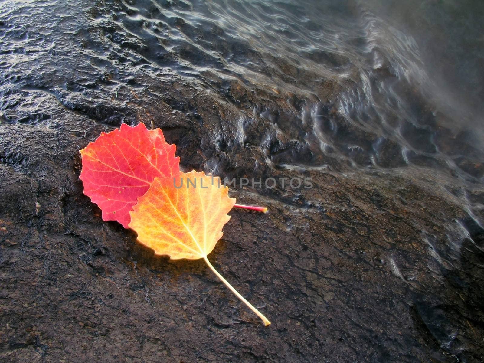 Colorful leaves closeup on stone with water drops 
