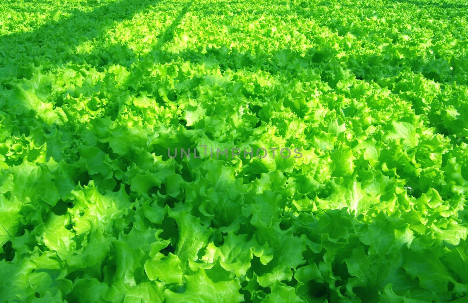 Salad - one of the very first spring vegetable cultures to our table