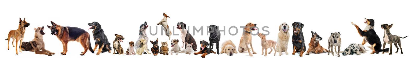 group of dogs, puppies and cats on a white background