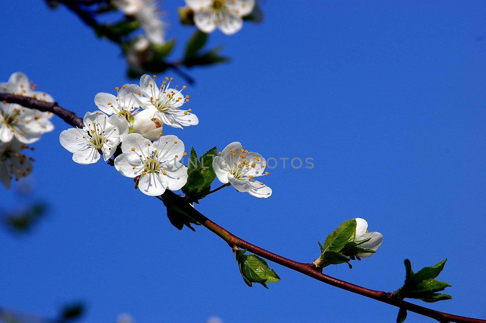 Branch of a blossoming tree in the spring