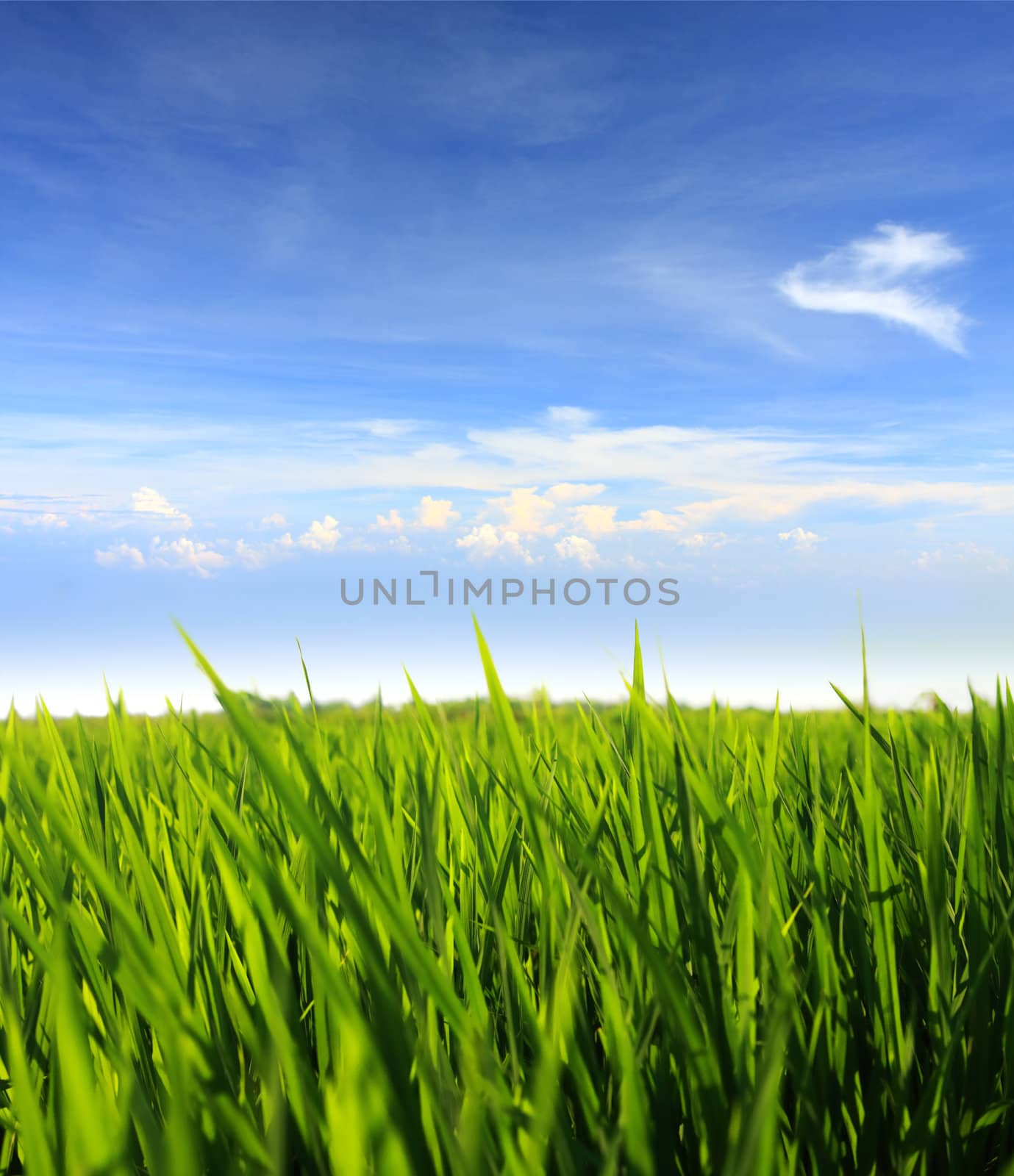 green grass field against blue sky