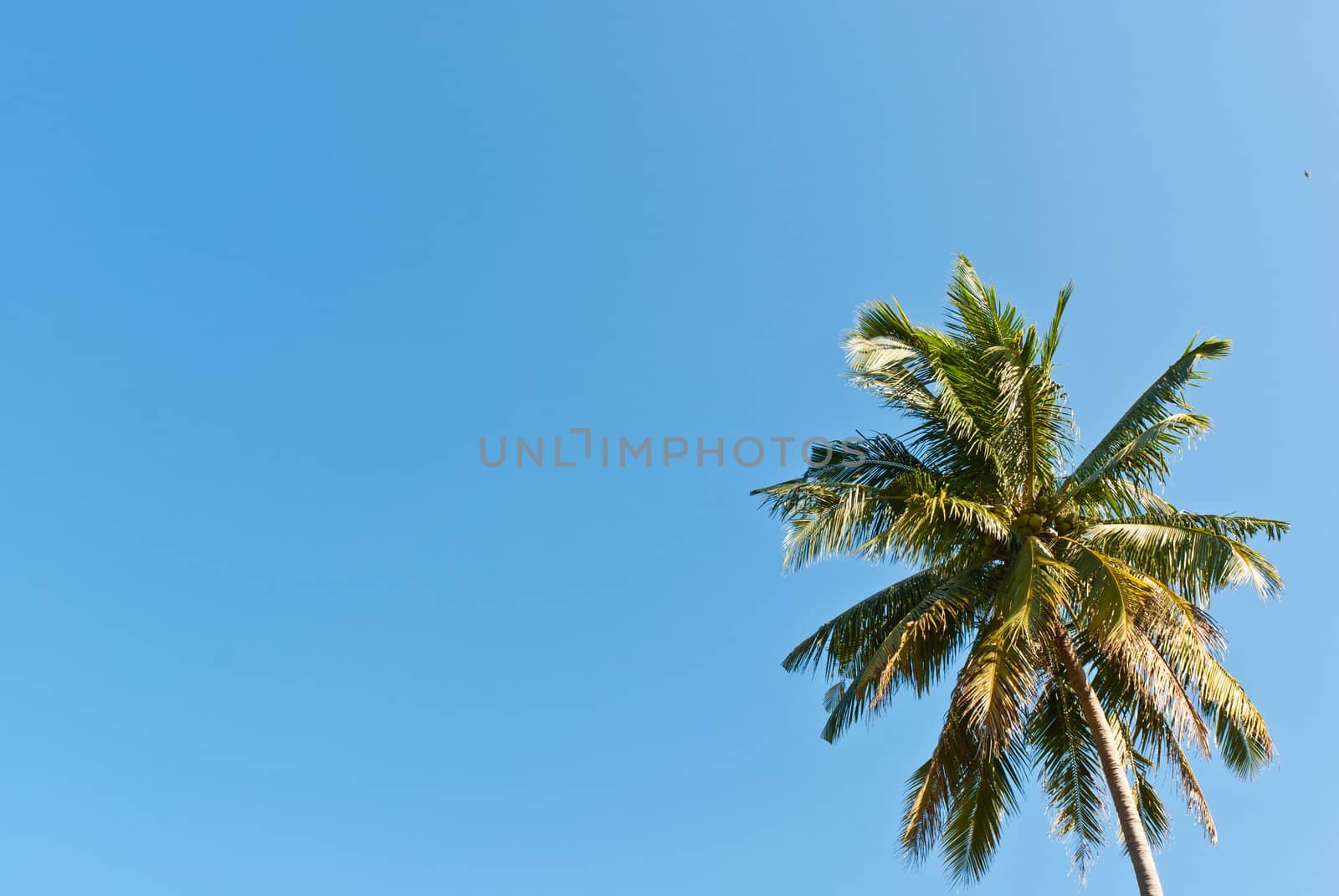 Coconut tree with the bright blue sky, can be use for holiday period concepts.