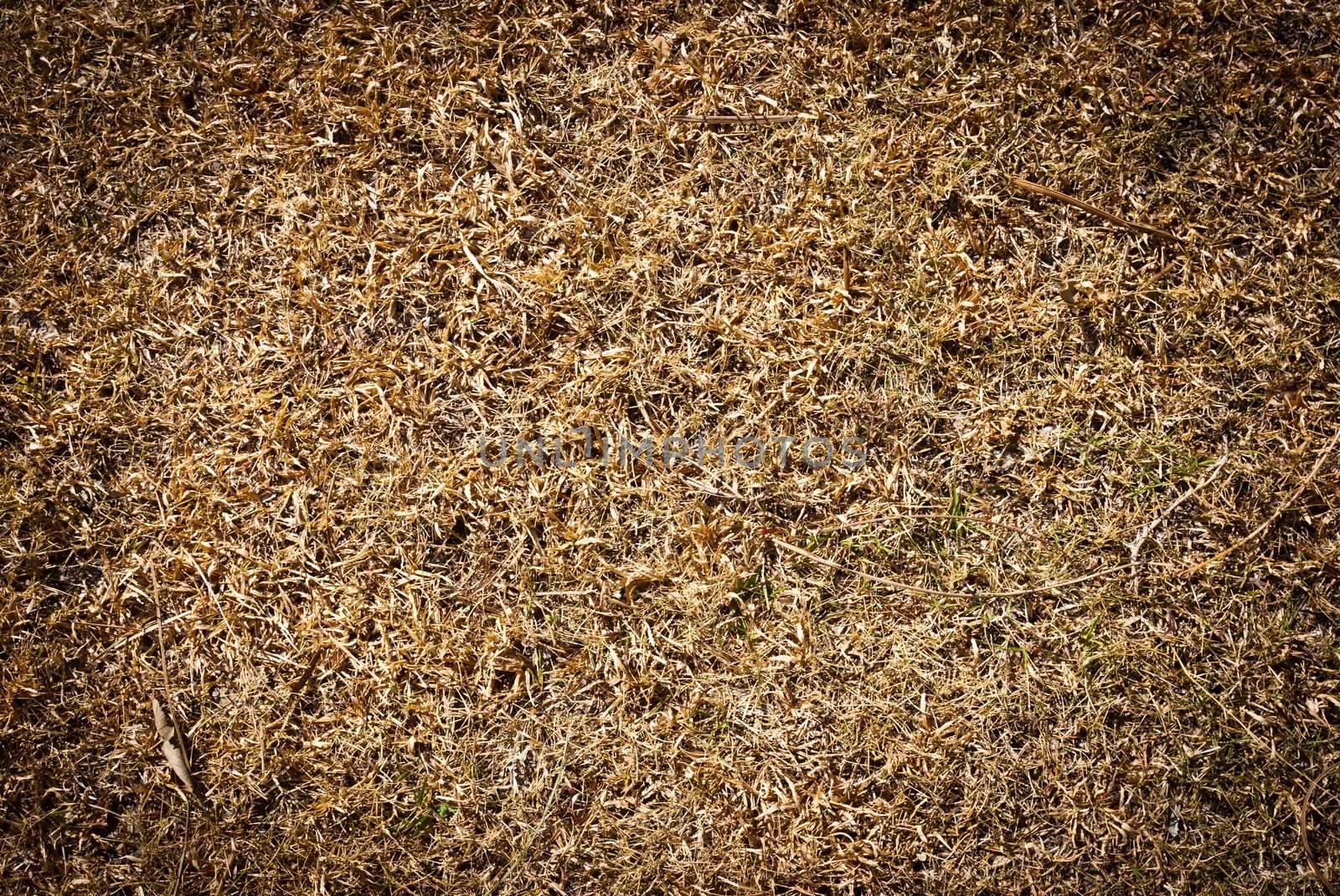 Very dry grass taken from top view by sasilsolutions