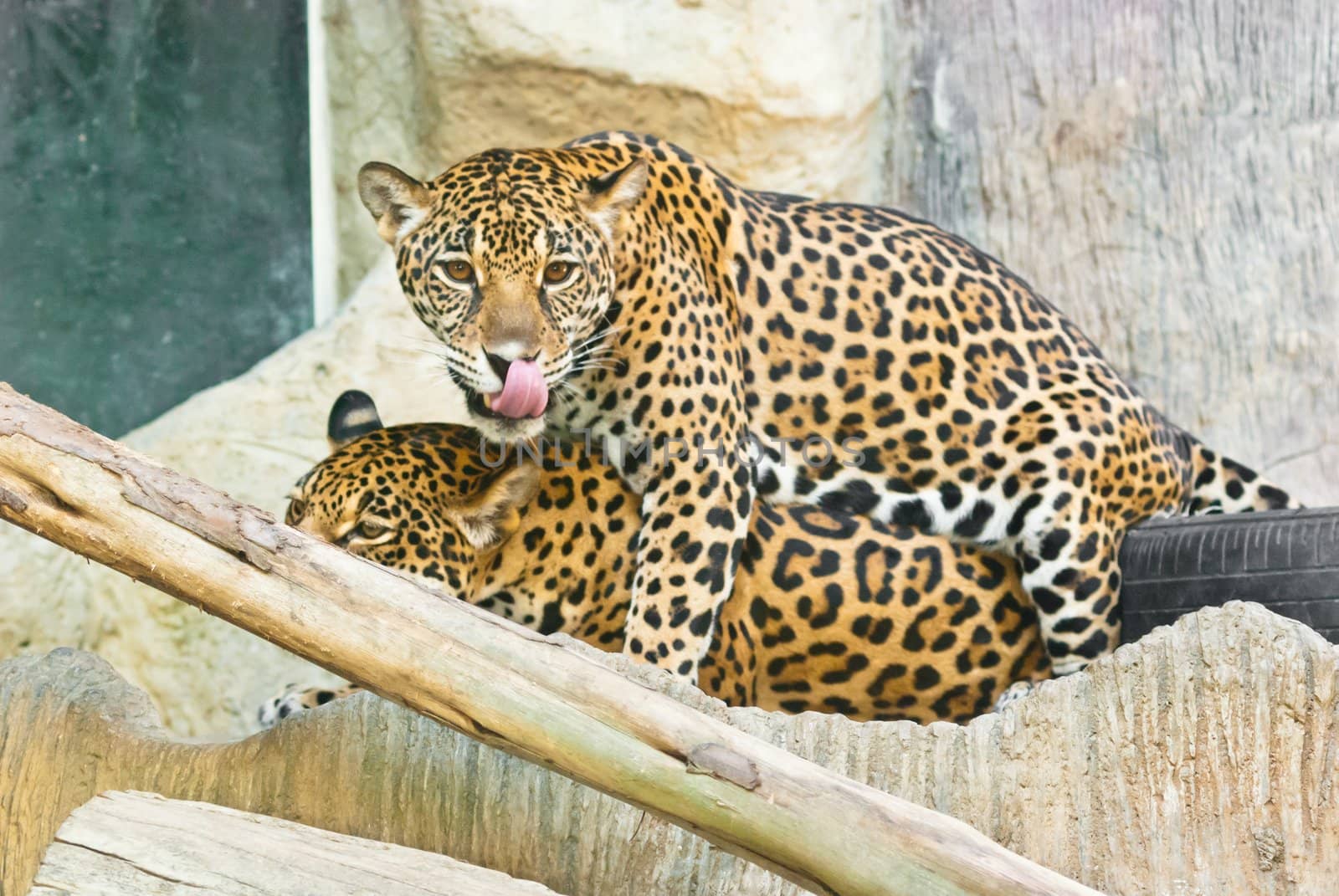 Wild leopard by sasilsolutions