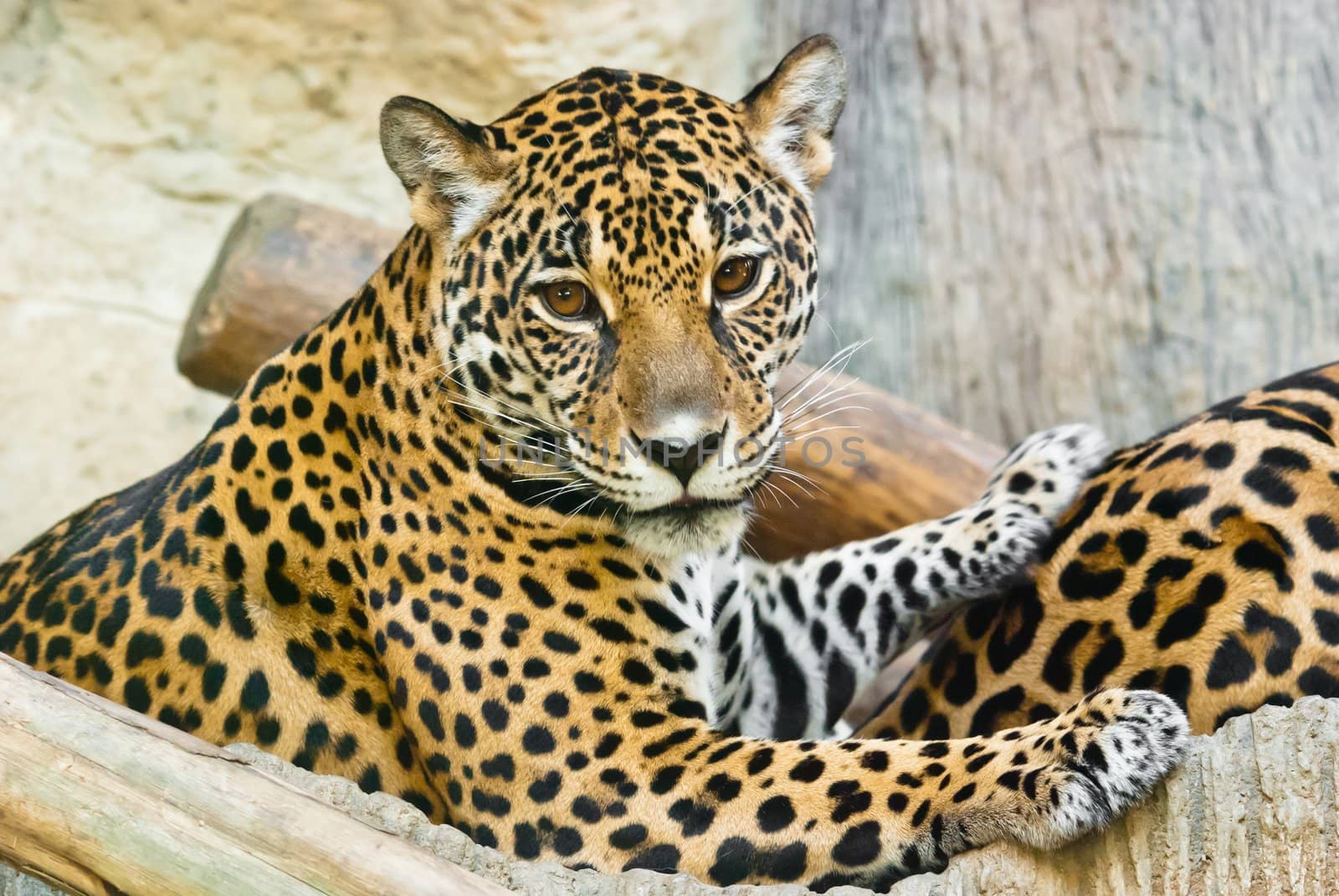 Wild Leopard, taken on a sunny day, can be use for various wild animal concepts and print outs