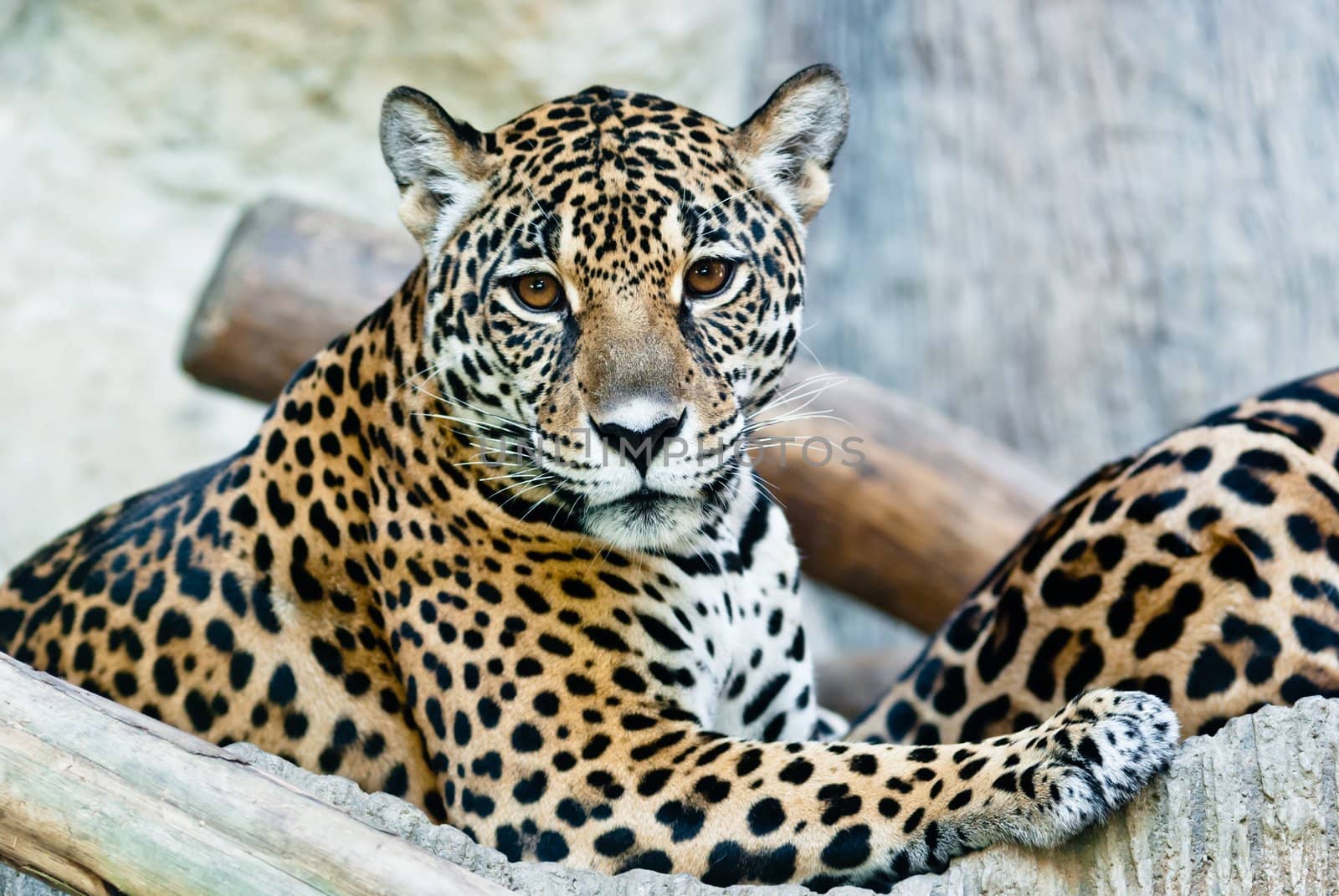 Wild leopard by sasilsolutions