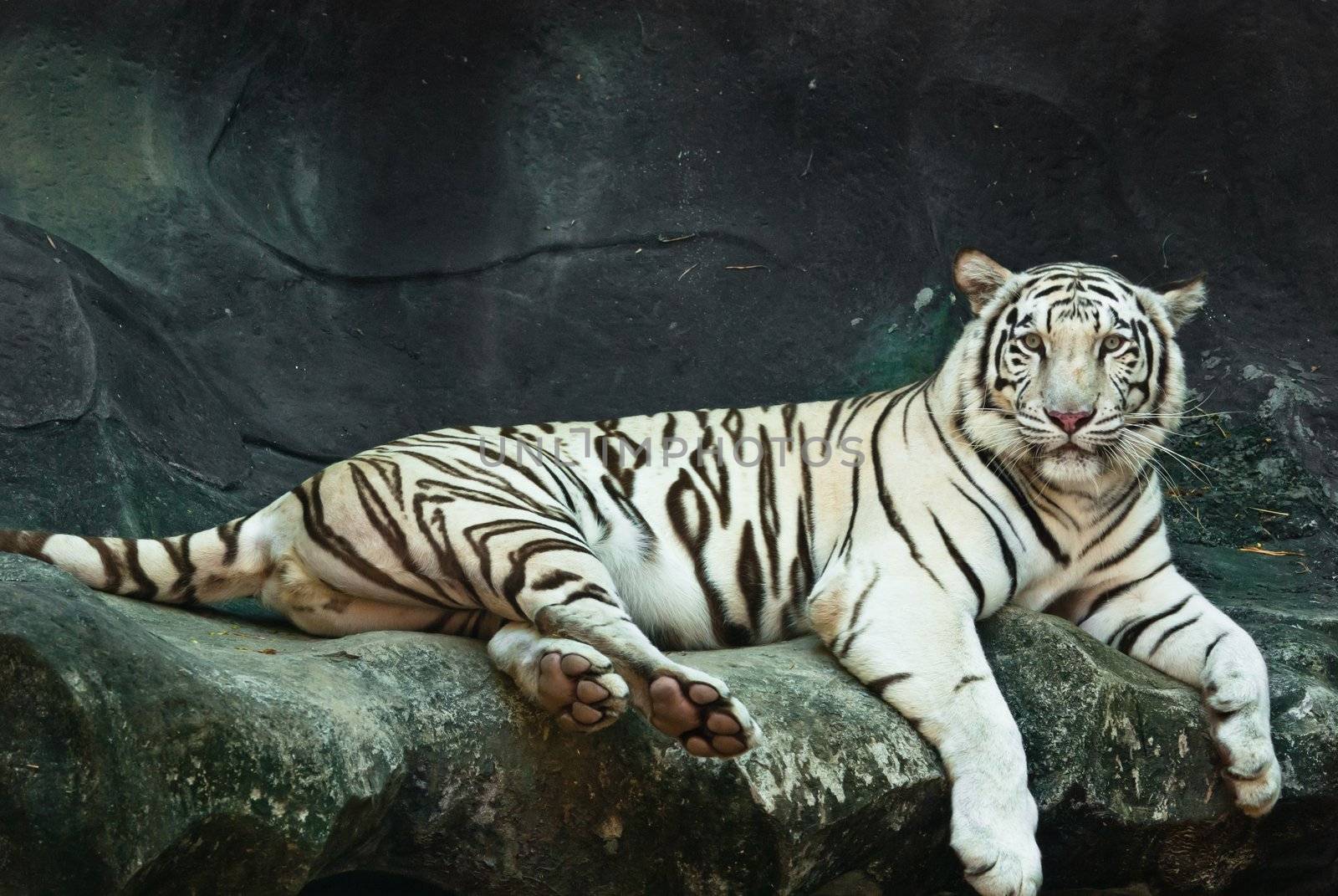 Female wild white tiger from Thailand by sasilsolutions