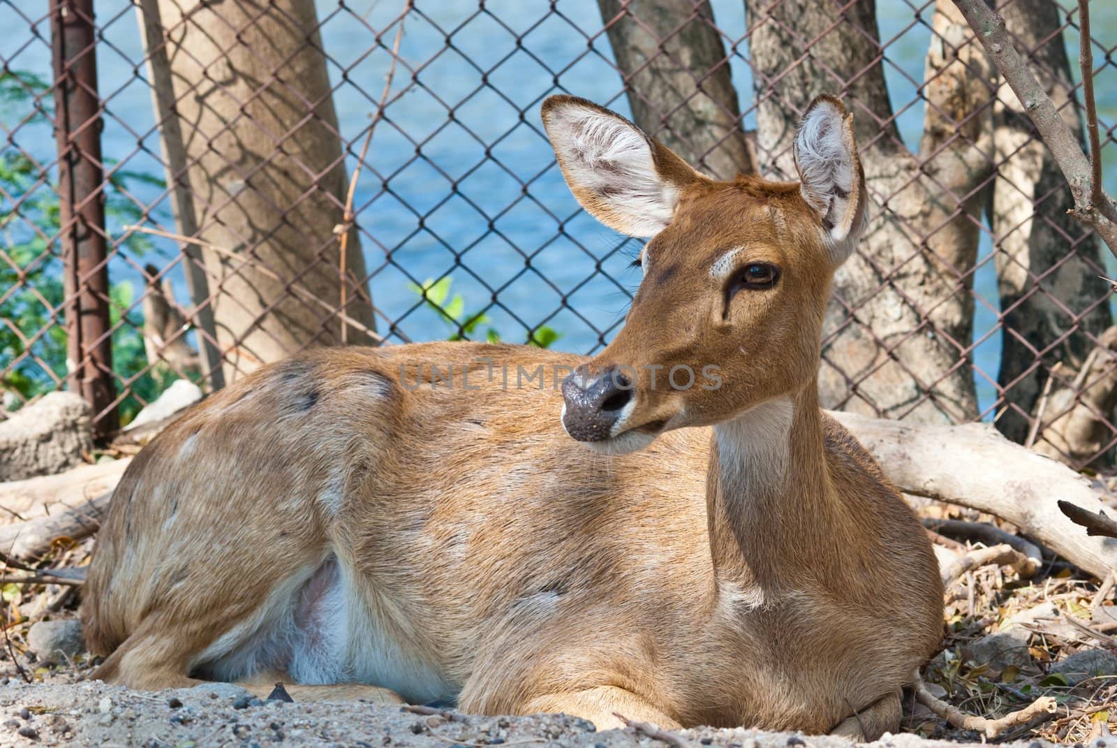 Wild eld or deer, taken in a sunny afternoon, can be use for various wild animal concepts and print outs.