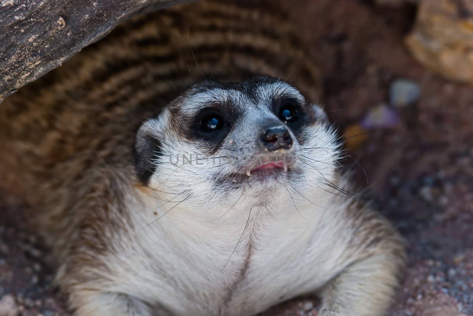 Meerkat with action, can be use for various animal related conceptual design and print outs. Taken on a sunny day.