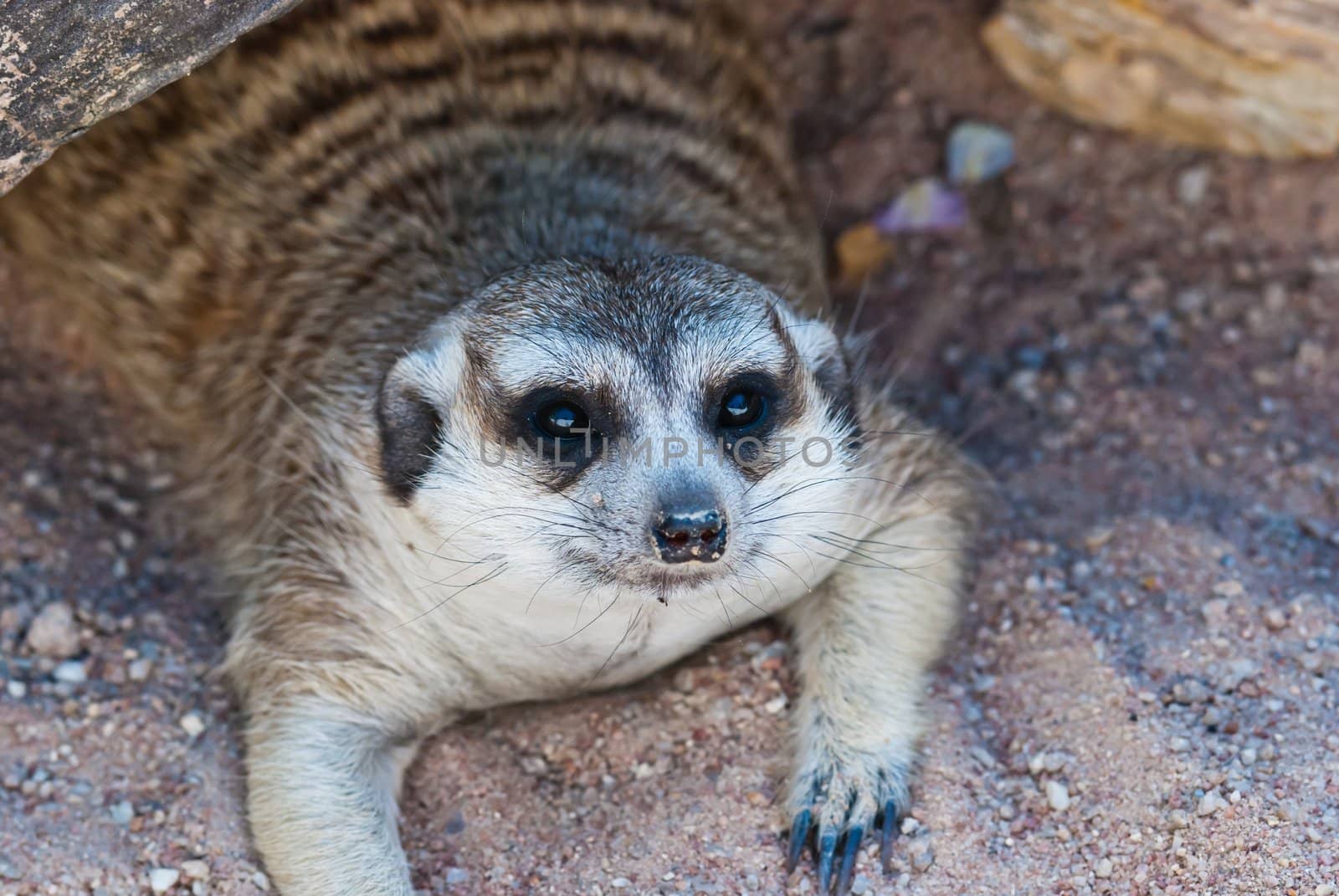 Meerkat with action, can be use for various animal related conceptual design and print outs. Taken on a sunny day.