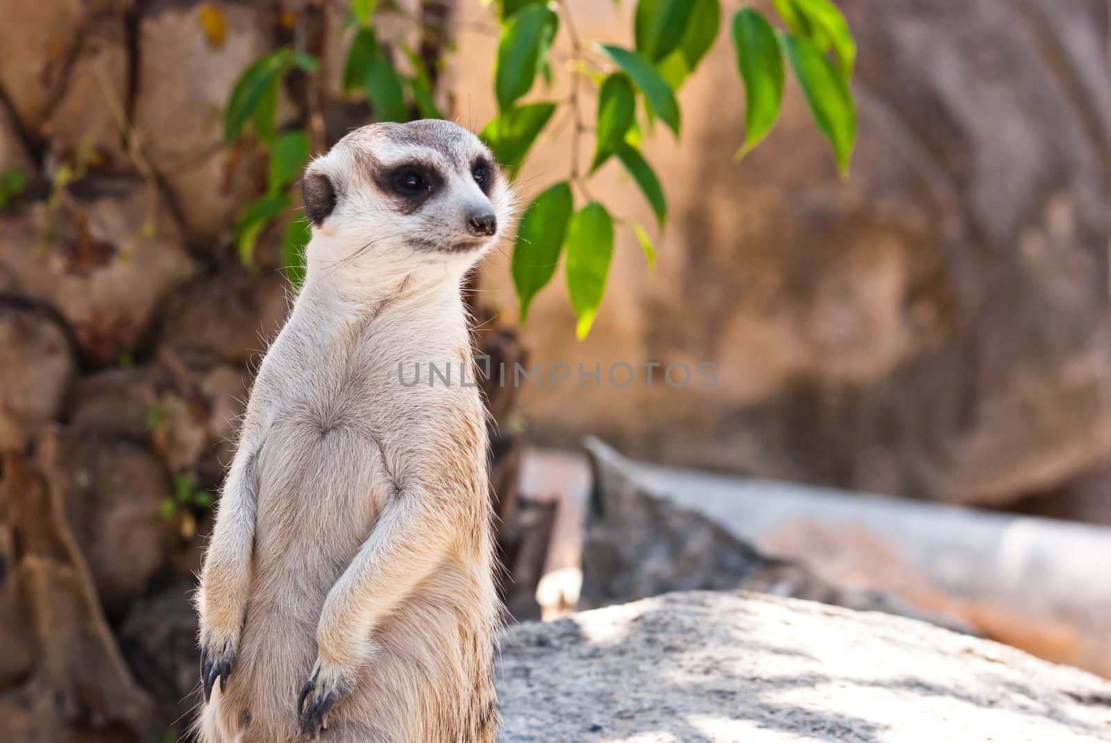 Meerkat with action, can be use for various animal related conceptual design and print outs. Taken on a sunny day.