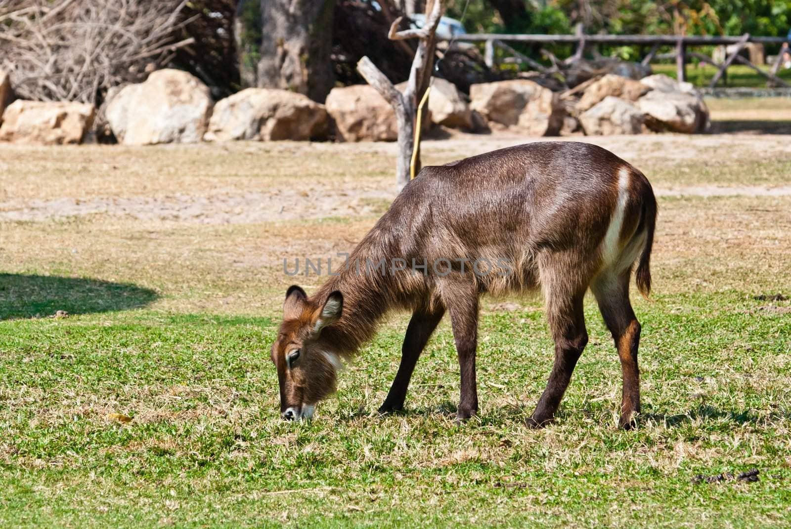 Wild antelope taken on a sunny afternoon, can be use for various wild animal design concept and print outs.