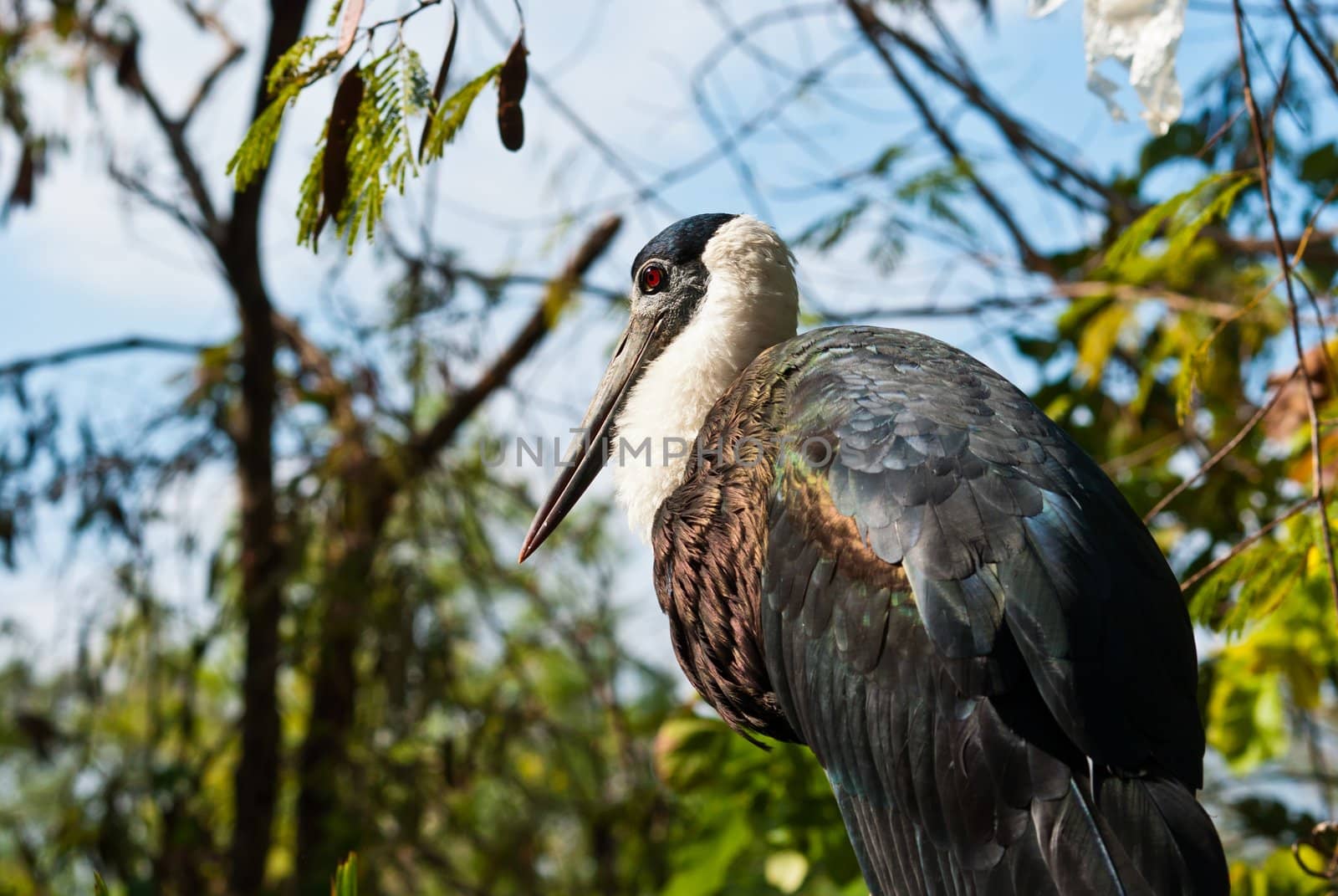 Large Marabou stork taken on a sunny afternoon