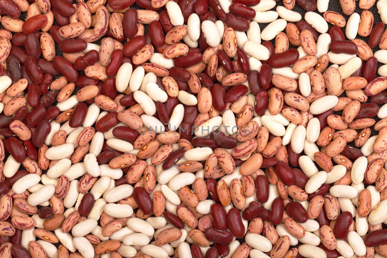 multicolored kidney haricot beans closeup