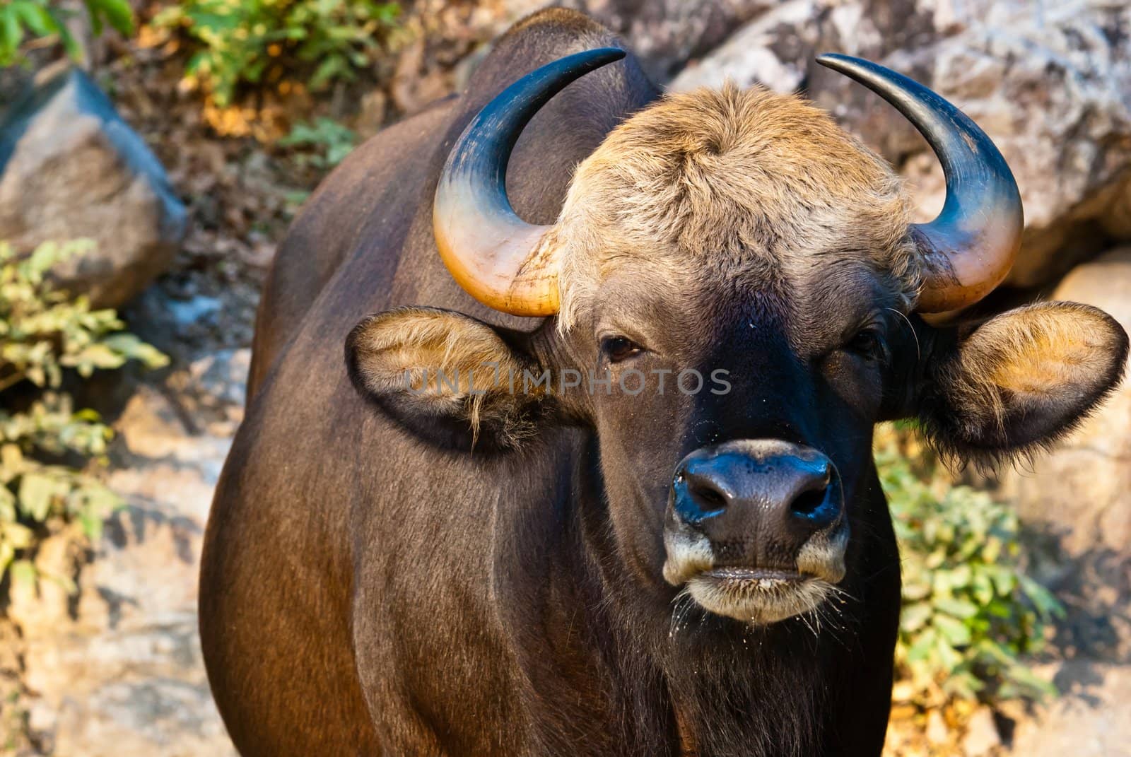 Large black bull by sasilsolutions