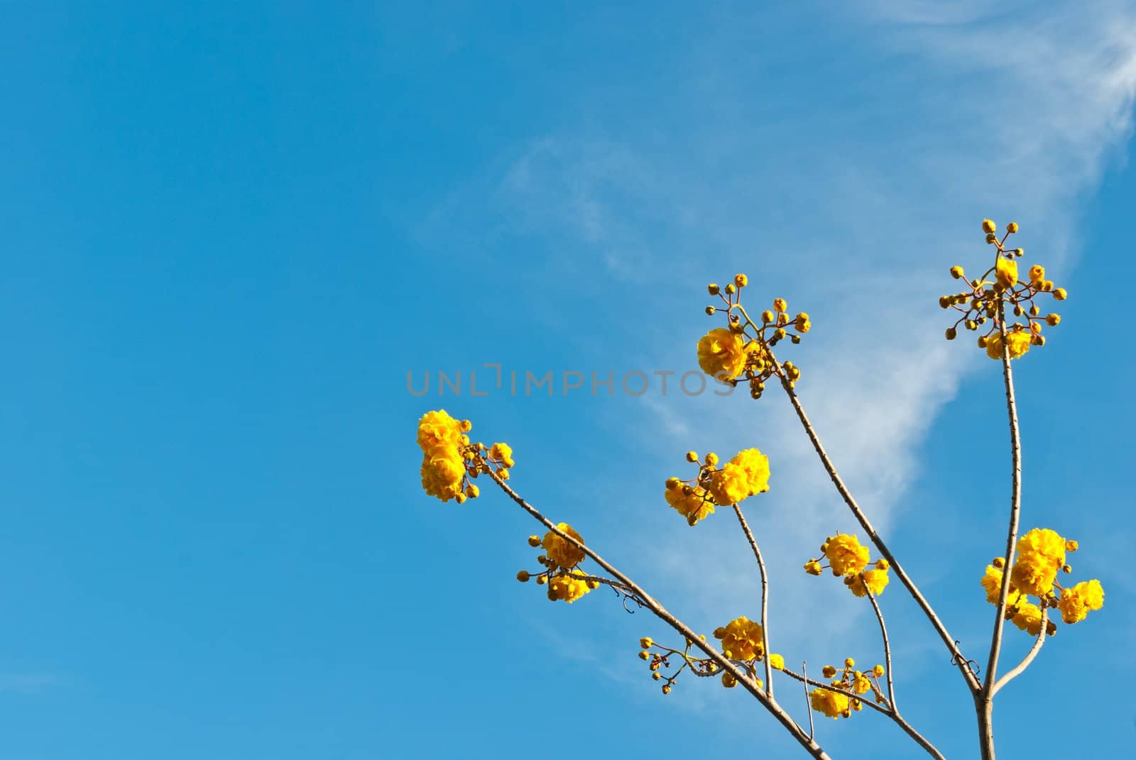 Wild yellow flower with blue sky, taken on a sunny day