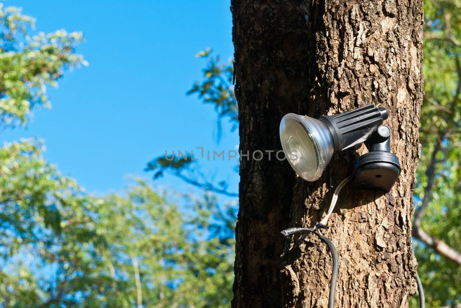 Small spot light on a large tree by sasilsolutions