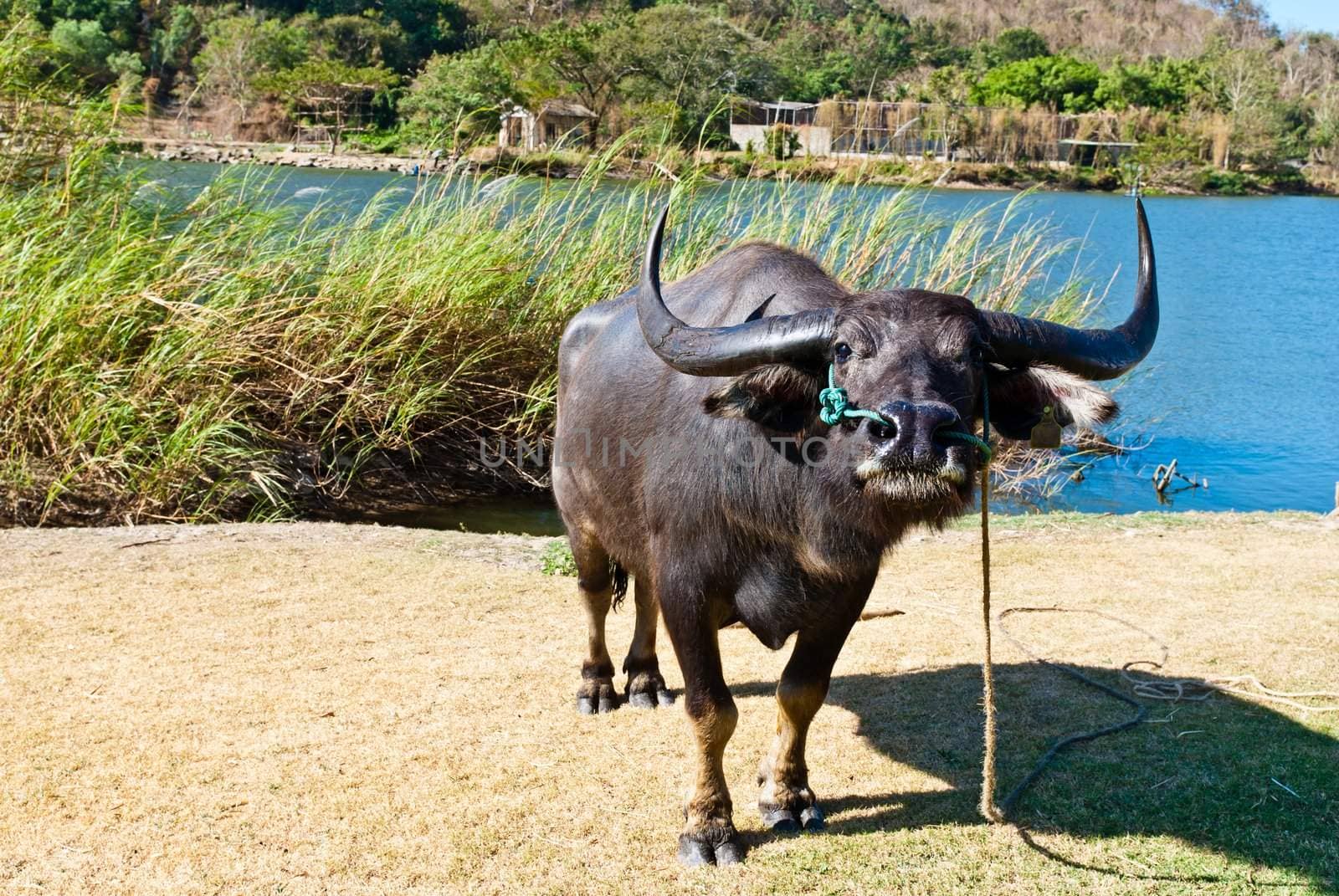 Thai female buffalo taken in the morning at Thailand national park
